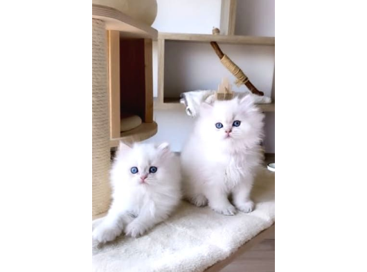 Show Kalite Orijinal British Bebeklerimiz görsel