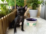 Aa Kalite Chihuahua