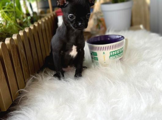Aa Kalite Chihuahua görsel