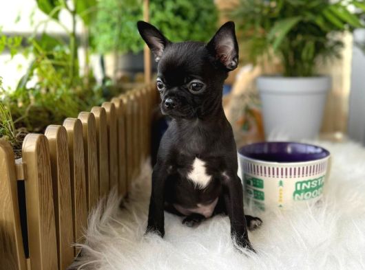 Aa Kalite Chihuahua
