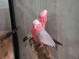 Gallah Kakadu Papağan