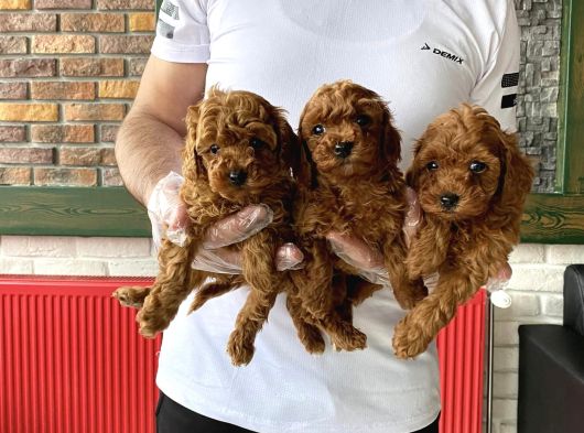 Gerçek Toy Poodle Yavrularimiz Ankara Mağazamizda Canli Görn görsel