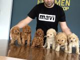 Gerçek Toy Poodle Yavrularimiz Ankara Mağazamizda Canli Görn