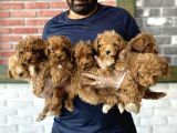 Gerçek Malti̇poo Yavrularimizi Magazamizda Canli Görün Ank