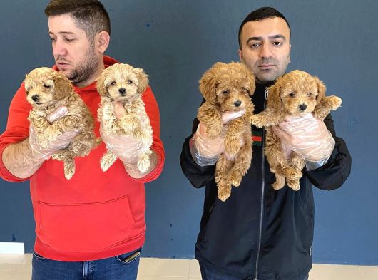 Gerçek Malti̇poo Yavrularimizi Magazamizda Canli Görün Ank görsel