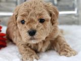 Maltipoo yavrularımız