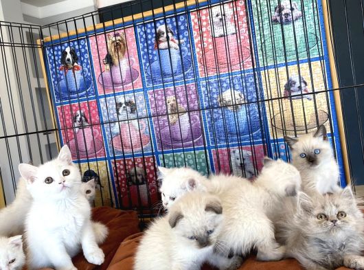 Kedi̇ci̇den Renk Renk Scottish Fold Yavrulari Ankara Mağazmzda görsel