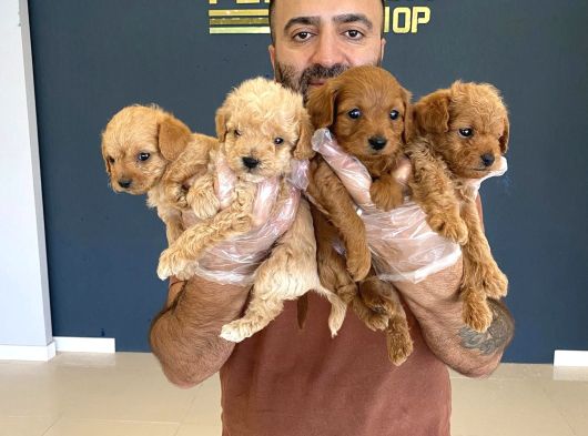 Gerçek Malti̇poo Yavrularimizi Magazamizda Canli Görün Ank görsel