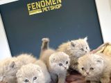 KEDİCİDEN RENK RENK SCOTTISH FOLD YAVRULARI ANKARA MAĞAZMZDA