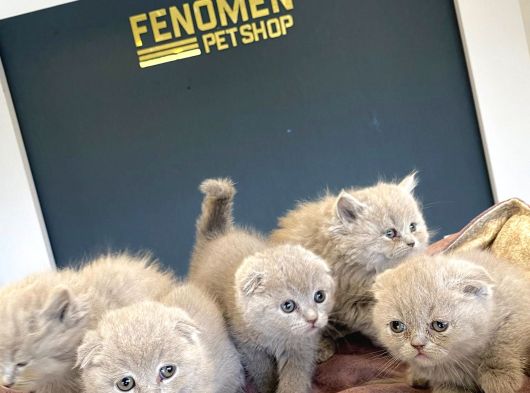 Kedi̇ci̇den Renk Renk Scottish Fold Yavrulari Ankara Mağazmzda