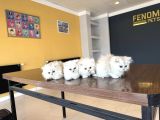 Kedi̇ci̇den Renk Renk Scottish Fold Yavrulari Ankara Mağazmzda