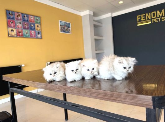 Kedi̇ci̇den Renk Renk Scottish Fold Yavrulari Ankara Mağazmzda görsel