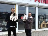 Gerçek Malti̇poo Yavrularimizi Magazamizda Canli Görün Ank