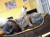 Kedi̇ci̇den Renk Renk Scottish Fold Yavrulari Ankara Mağazmzda
