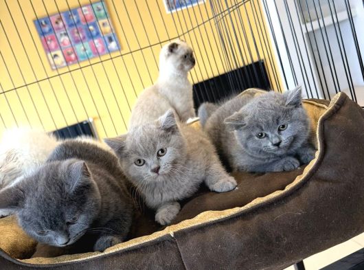 Kedi̇ci̇den Renk Renk Scottish Fold Yavrulari Ankara Mağazmzda görsel