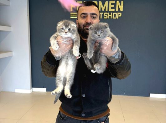 Kedi̇ci̇den Renk Renk Scottish Fold Yavrulari Ankara Mağazmzda görsel