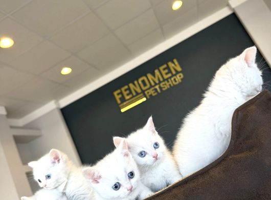 Kedi̇ci̇den Renk Renk Scottish Fold Yavrulari Ankara Mağazmzda görsel