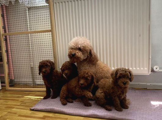 Gerçek Toy Poodle Yavrularimiz Ankara Mağazamizda Canli Görn görsel