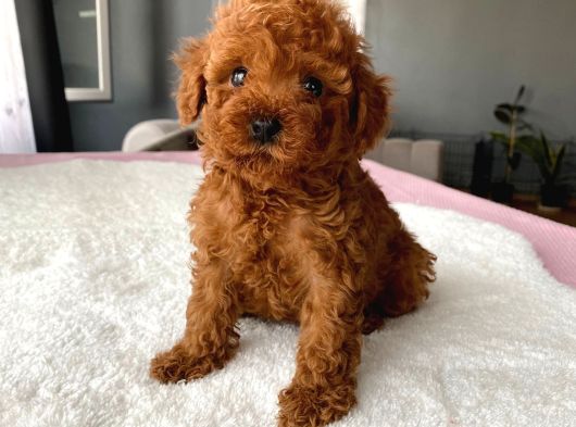 Mini Boy Red Brown Poodle Bebeği̇mi̇z Kore görsel