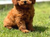 Birinci Sınıf Enfes Kızıl Poodle Yavrularımız
