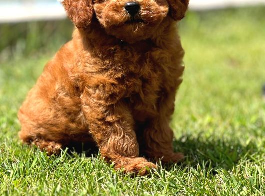 Birinci Sınıf Enfes Kızıl Poodle Yavrularımız görsel