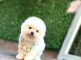 A Kalite Pomeranian Boo