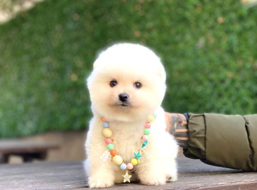 A Kalite Pomeranian Boo görsel