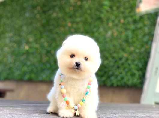 A Kalite Pomeranian Boo görsel