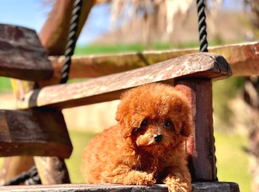 Efsanevi Güzellikte Kızıl Poodle Yavrularımız görsel