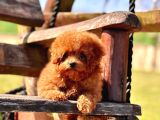 Efsanevi Güzellikte Kızıl Poodle Yavrularımız