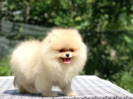 Ayıcık Surat Pomeranian Boo Yavrular görsel