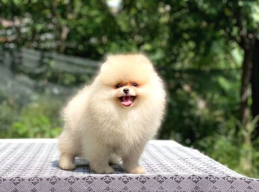 Ayıcık Surat Pomeranian Boo Yavrular görsel