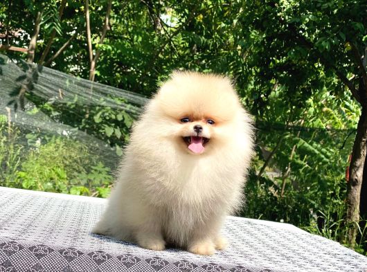 Ayıcık Surat Pomeranian Boo Yavrular görsel