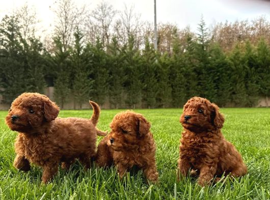 Kurabiye Tadında Poodle Bebeklerimiz görsel