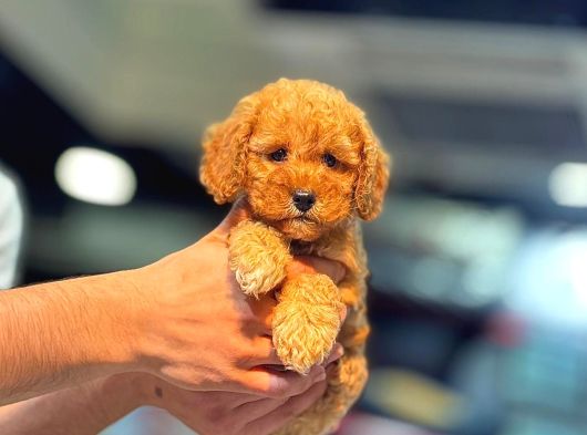 Mi̇ni̇ci̇k Poodle Yavrularimiz