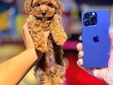 Mi̇ni̇ci̇k Poodle Yavrularimiz