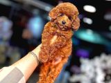 Mi̇ni̇ci̇k Poodle Yavrularimiz