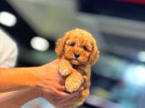 Mi̇ni̇ci̇k Poodle Yavrularimiz