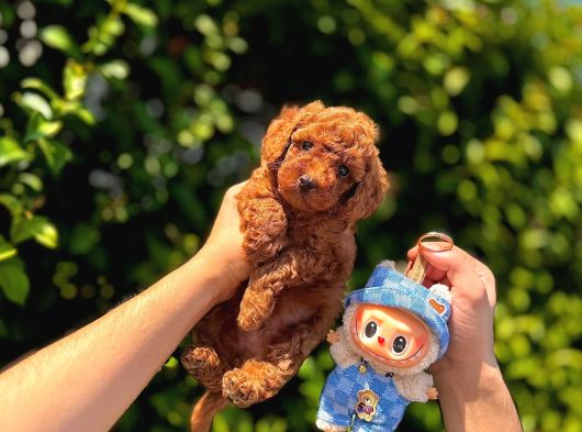Irk Garanti̇li̇ Poodle Yavrular görsel