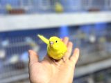 Ele Alışık Bebek Muahbbet Kuşu Yavruları