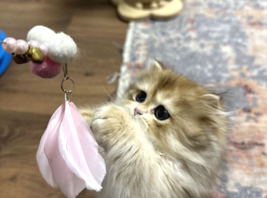 Muhteşem Güzellikte Kucak Delisi Bir Minnoş görsel