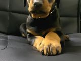 A Kalite Doberman Bebekler