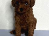 Toy Poodle Yavrularımız