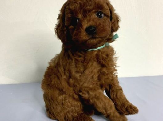 Toy Poodle Yavrularımız görsel