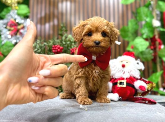 Irkinin En Güzeli̇ Malti̇poo Erkek