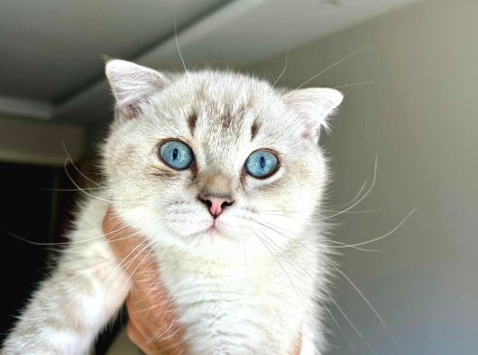 Scottish Fold Ay 21 33 Sevgi Dolu Yuvamı Arıyorum görsel