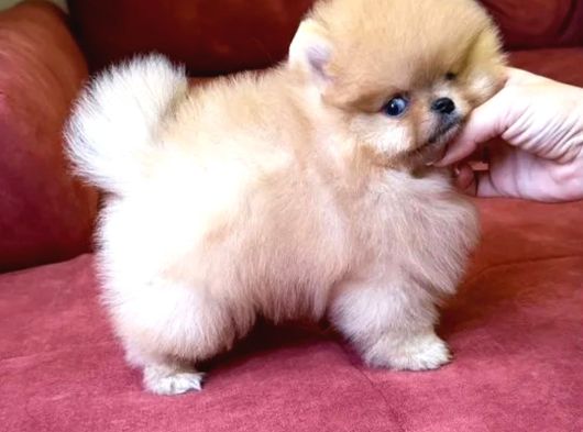 Mavi Gözlü En Özeli Aileye Uygun Pomeranian Boo  Yavrusu Sevecen Oyuncu Mini Boy görsel