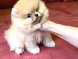 Mavi Gözlü En Özeli Aileye Uygun Pomeranian Boo  Yavrusu Sevecen Oyuncu Mini Boy