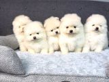 Mini Pomeranian Boo Yavrularımıza Sıcacık Bir Yuva Arıyoruz
