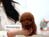 Safkan Toy Poodle Tüy Dökmeyen Akıllı Ve Eğitime Açık
